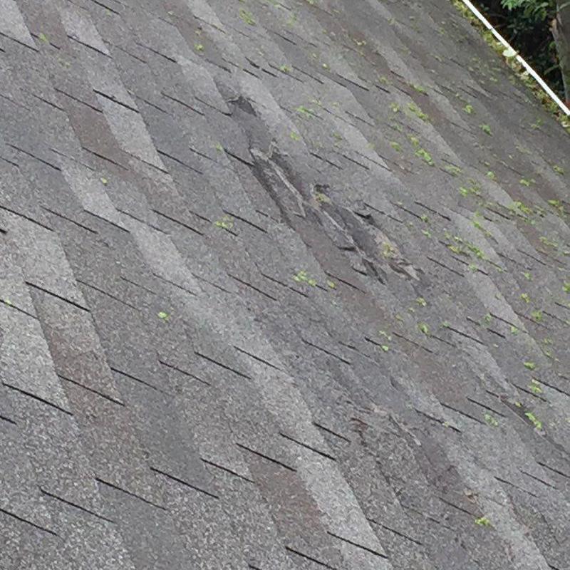 Damaged asphalt roof shingles with moss growth