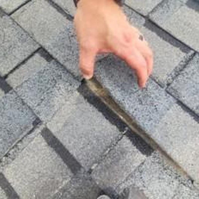 Discontinued asphalt roofing shingles lifting from roof