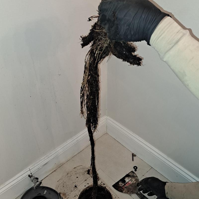 Toilet drain root clog removal with glove hands