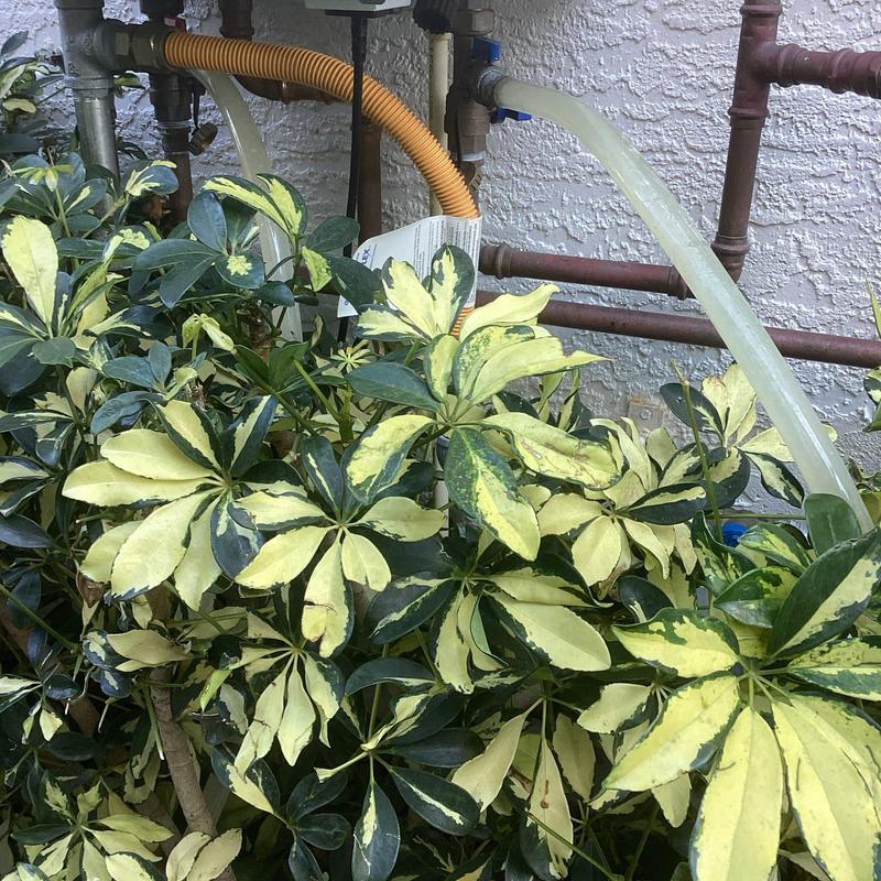 Tankless water heater flushing with water flow outdoors