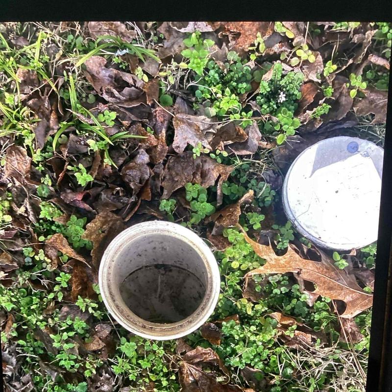 Sewer cleanout access pipe surrounded by ground foliage