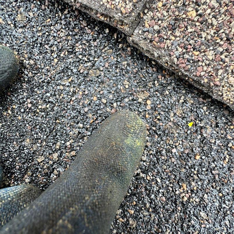 Asphalt roof shingles with hail damage close-up