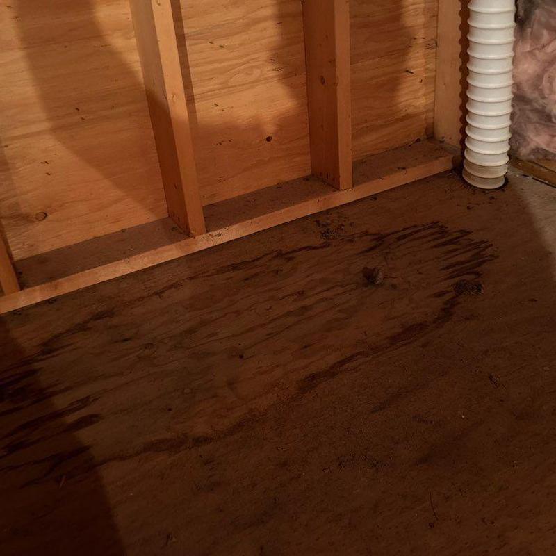 Roof sheathing with moisture stains near ventilation pipe