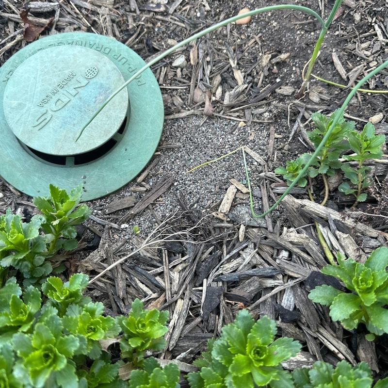 Irrigation valve box surrounded by mulch and plants