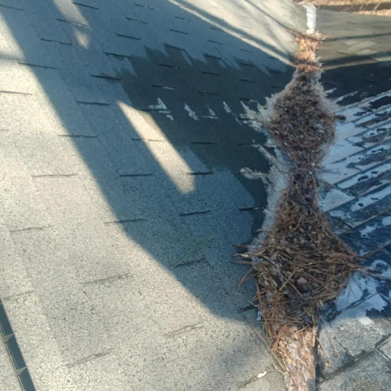 Asphalt shingle roof debris and pine needle buildup