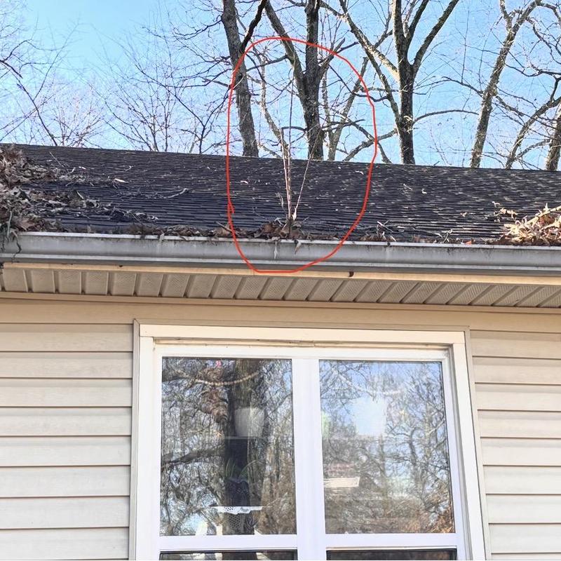 Gutter clogged with leaves and tree debris above window