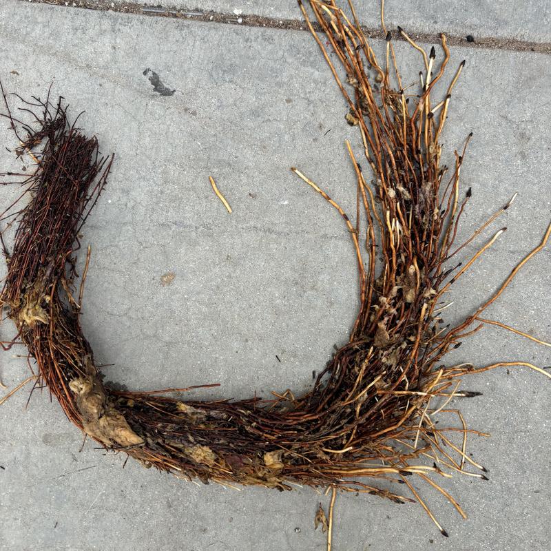 Toilet flange root ball removed from drain line