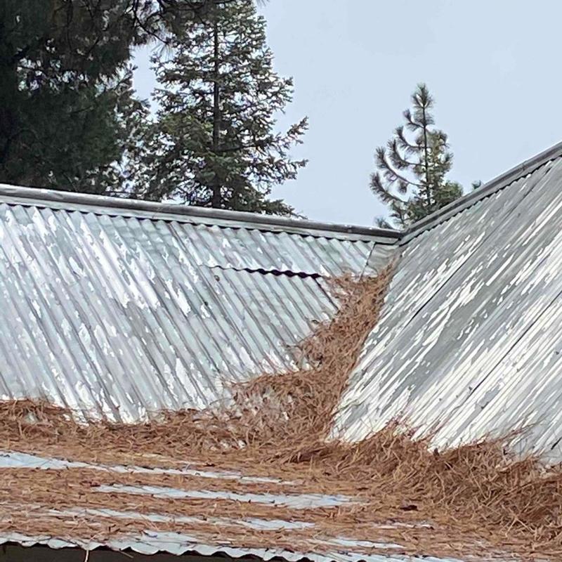 Corrugated metal roof with pine needle buildup