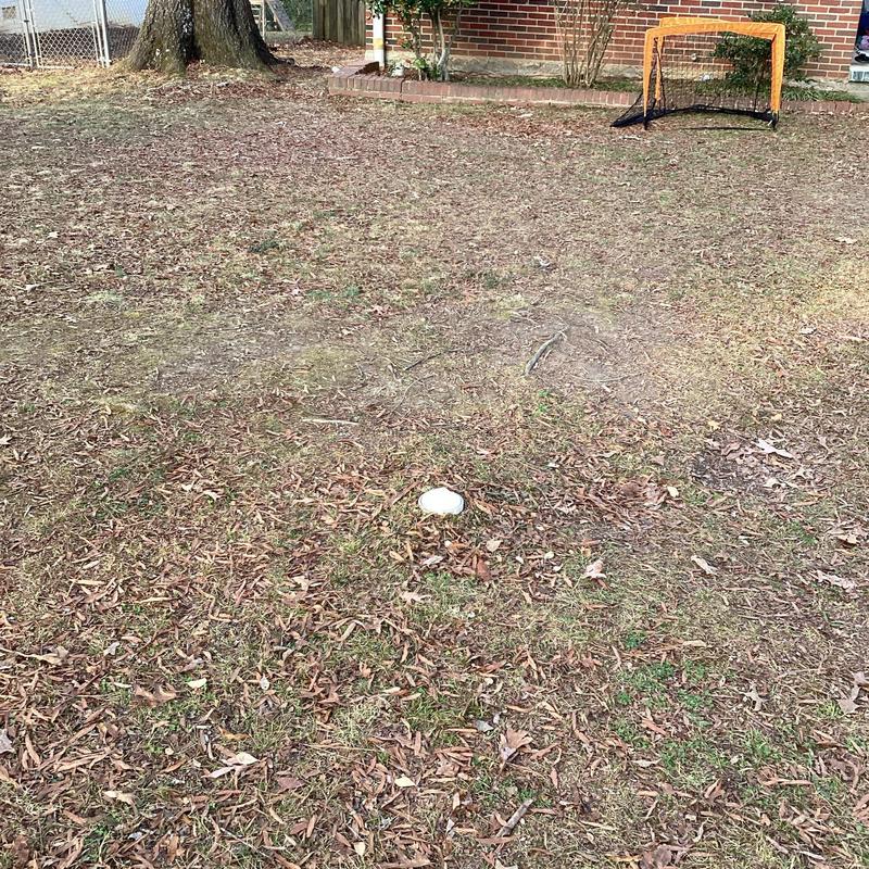 Sewer cleanout pipe in residential backyard with leaves