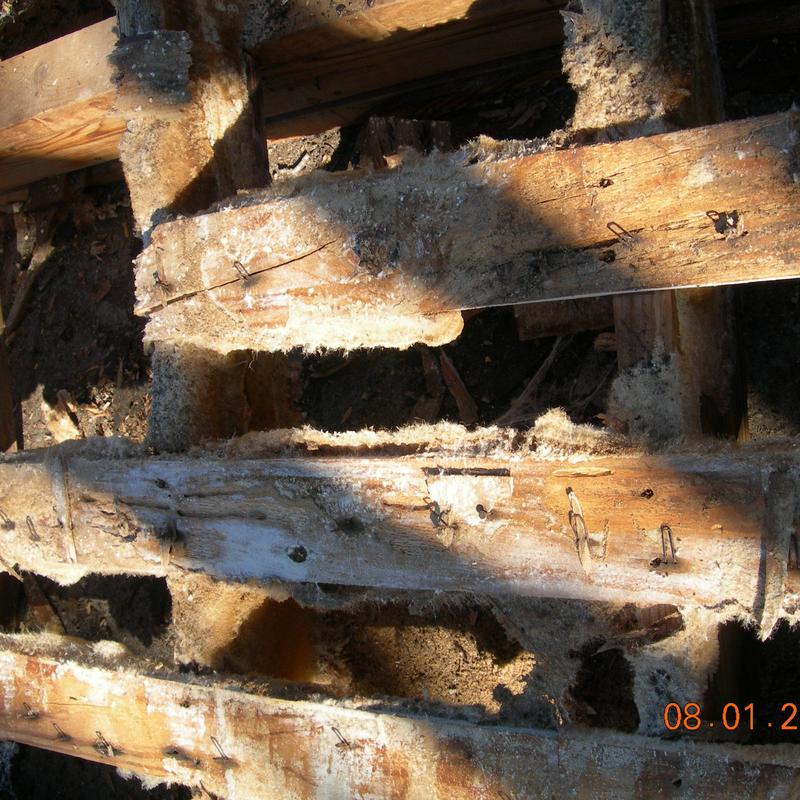 Wooden shake roof joists with mold and rot damage Wooden shake roof joists with mold and rot damage