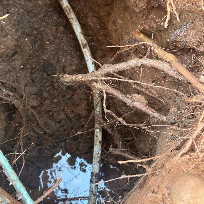 Underground water pipe with exposed roots and soil Underground water pipe with exposed roots and soil