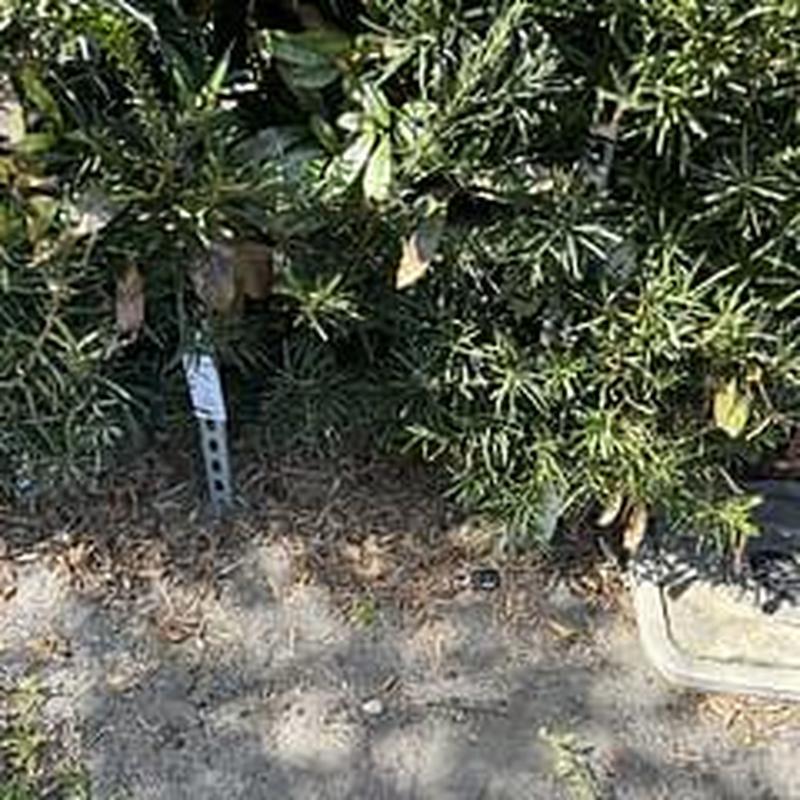 Backflow prevention device inspection and certification outdoors