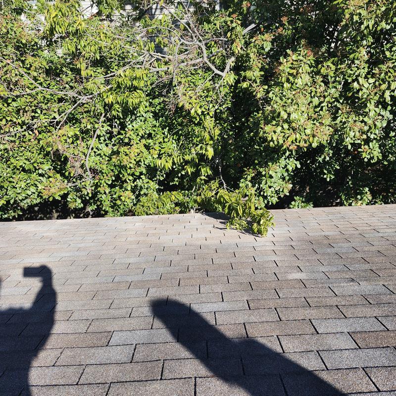 Roof shingles with trimmed tree branches overhead