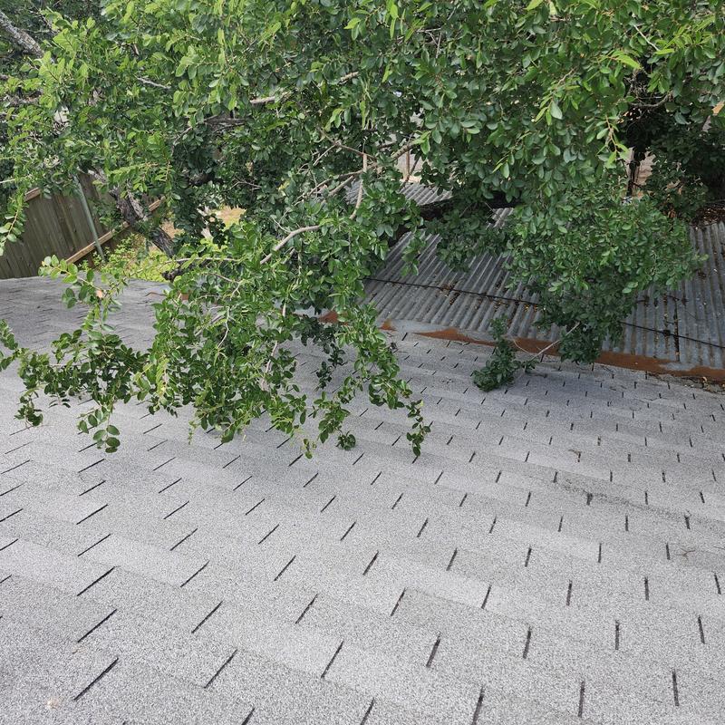 Roof shingles with trimmed tree branches overhead