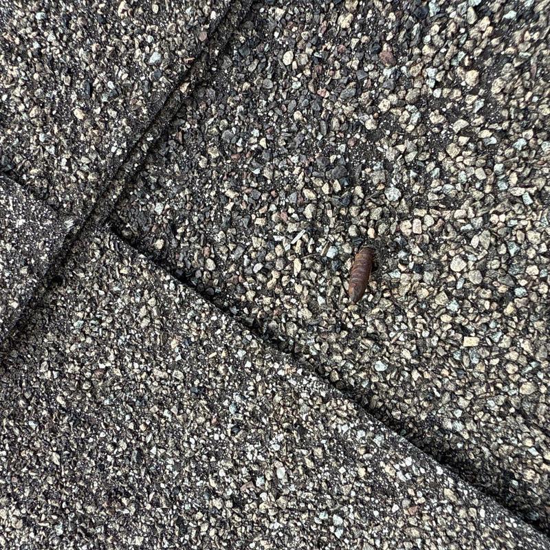 Asphalt shingle roof with hail damage and debris