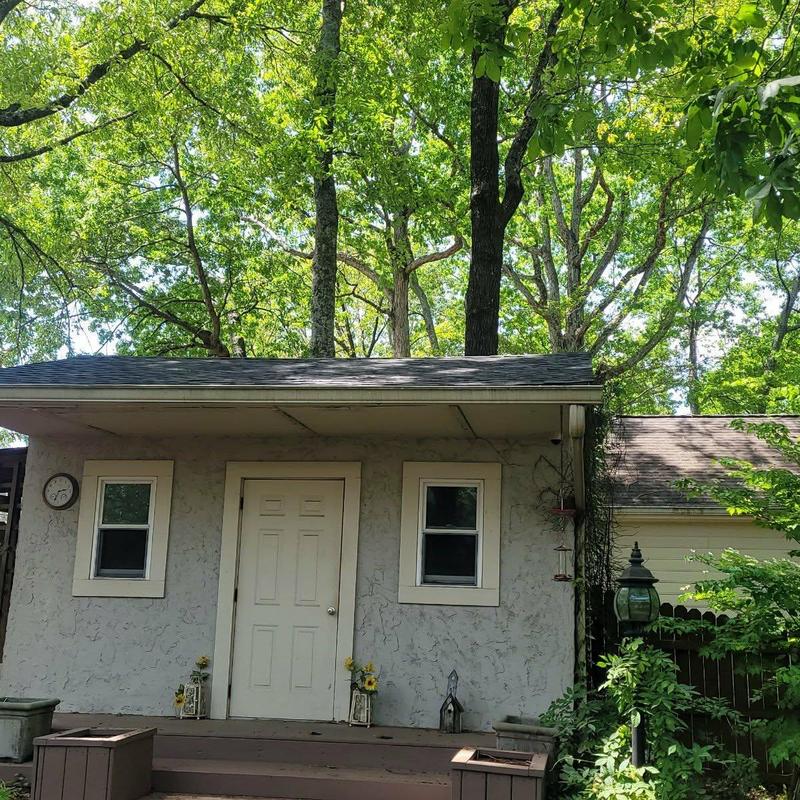 Shed roof with asphalt shingles and surrounding trees