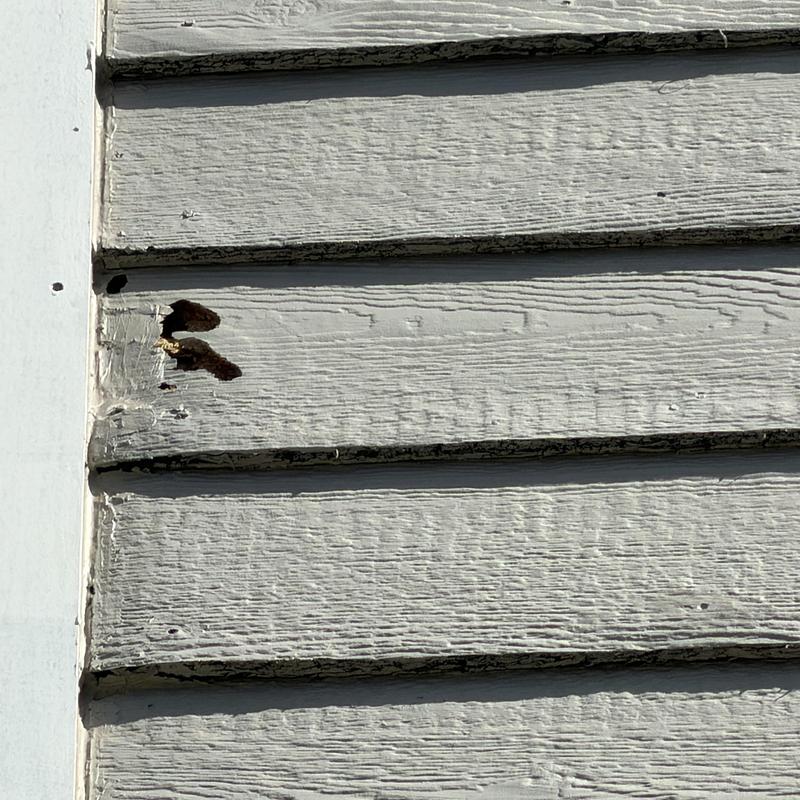 Woodpecker damage on exterior siding near chimney