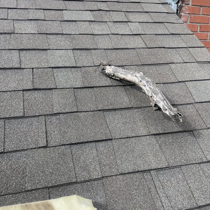 Architectural shingle roof with fallen tree branch debris