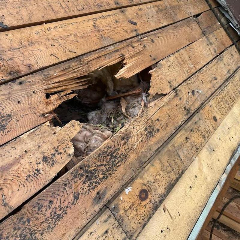 Roof sheathing with large tree impact hole