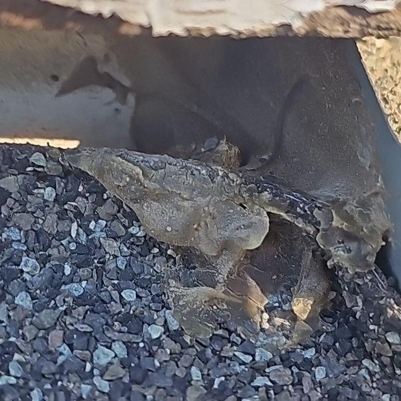 Step flashing and shingle roof edge with gravel buildup Step flashing and shingle roof edge with gravel buildup