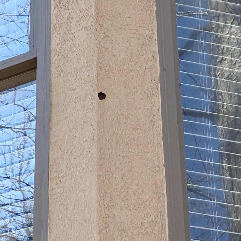 Stucco siding with bird damage hole near window frame