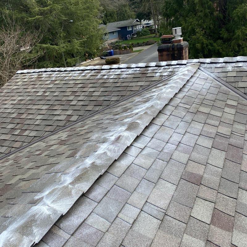 Roof shingles with applied moss treatment powder