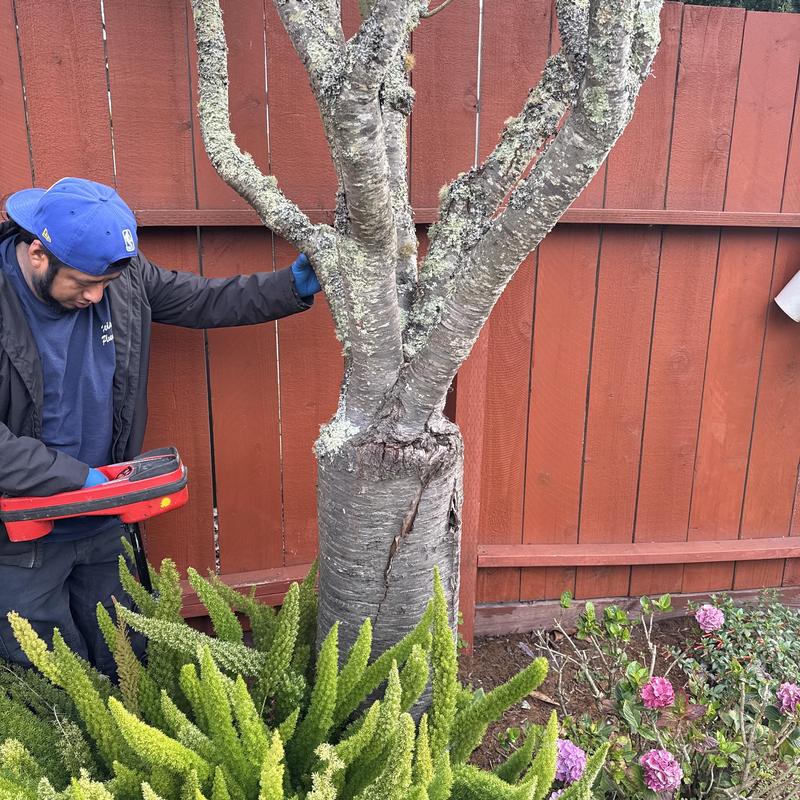 Sewer line camera inspection near root-infected tree