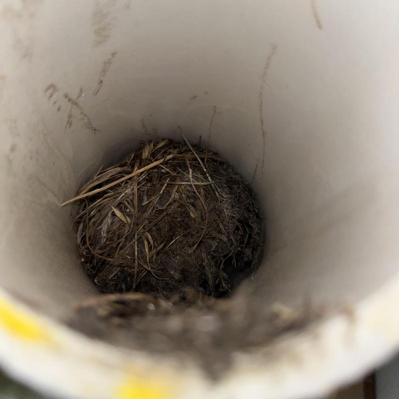 Rheem gas furnace vent pipe with bird nest inside