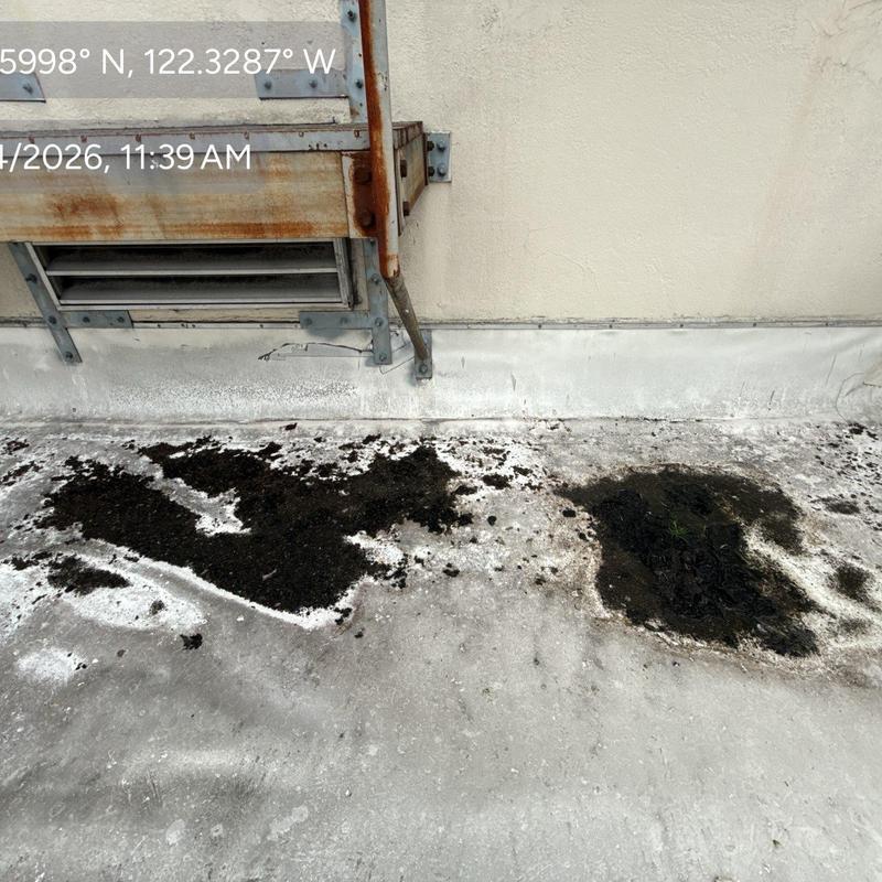 Flat roof membrane with mold and debris buildup