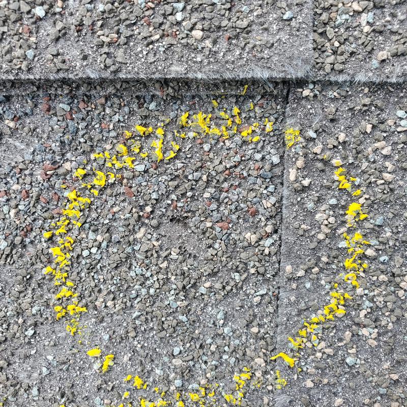 Asphalt shingle granule loss circled for hail damage