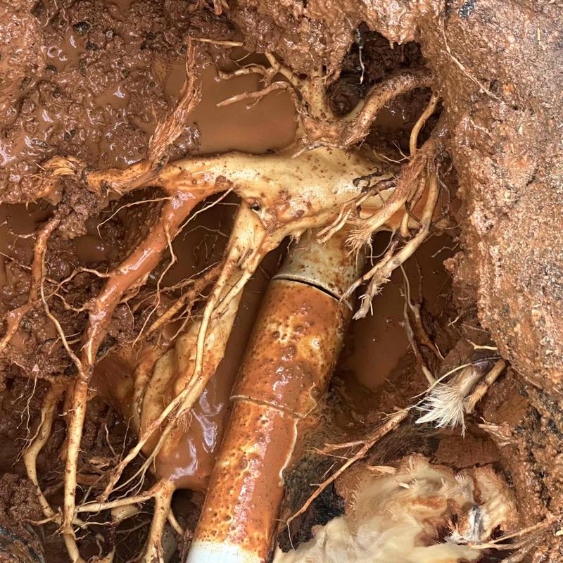 Rusty underground PVC pipe with surrounding tree roots Rusty underground PVC pipe with surrounding tree roots