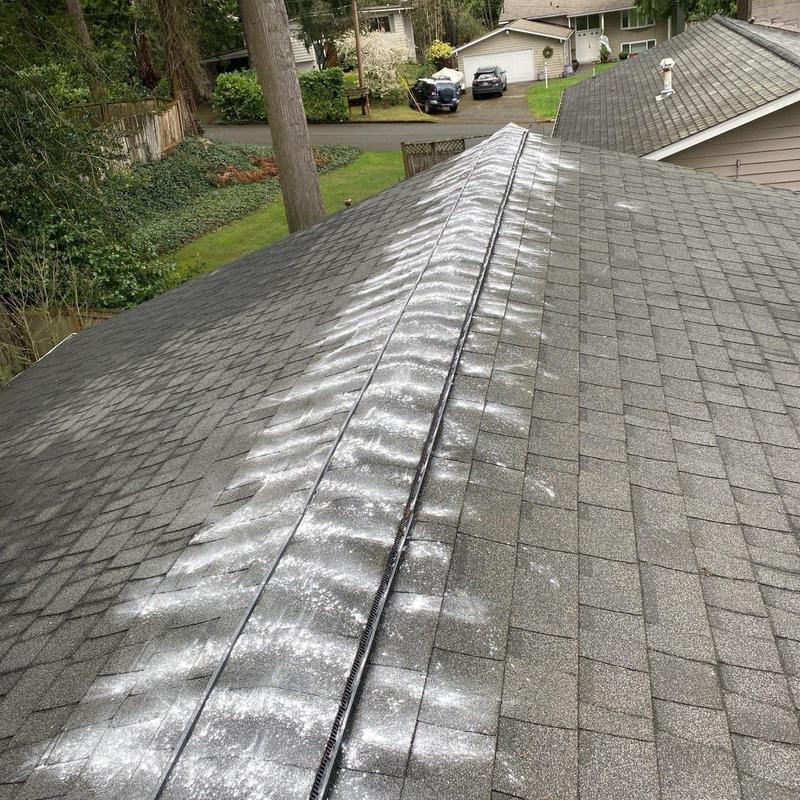 Roof moss treatment on residential shingle roof ridge