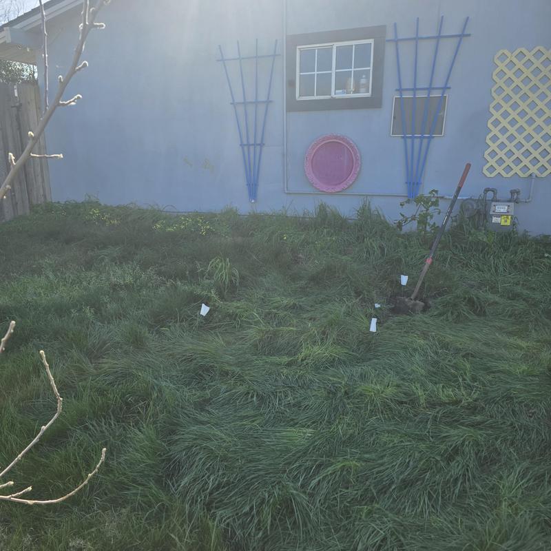 Main sewer line excavation in overgrown yard