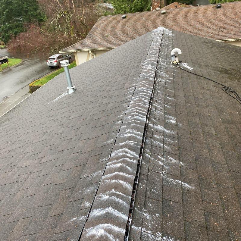 Roof moss treatment on shingle roofing ridge