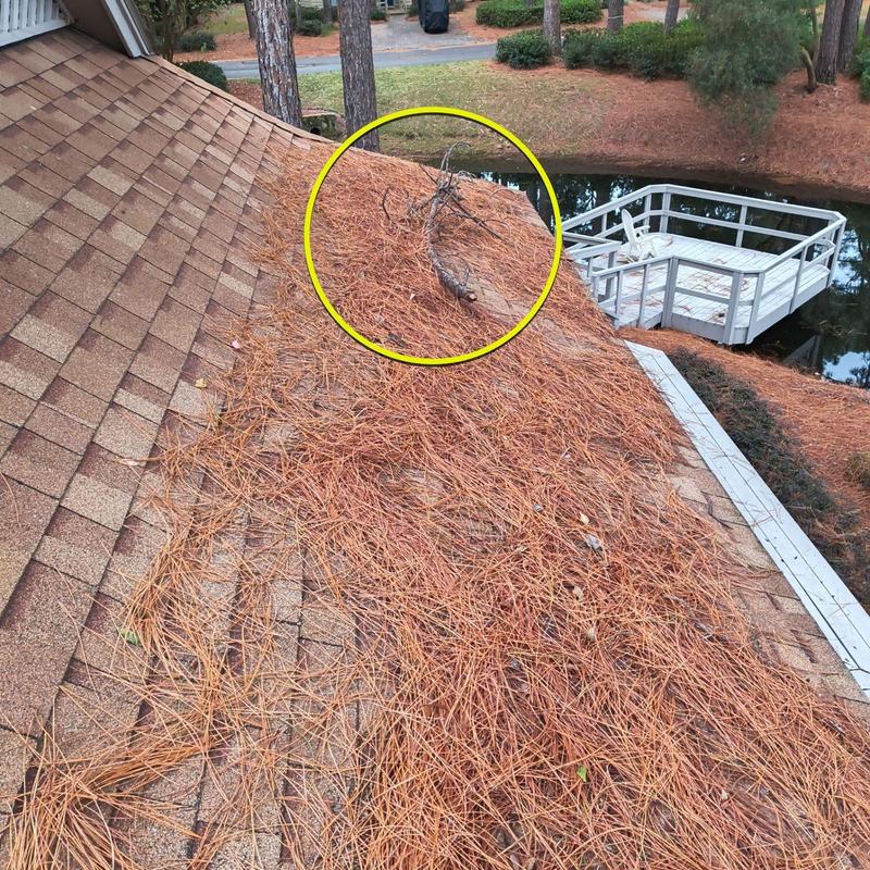 Asphalt shingle roof covered with pine straw and debris Asphalt shingle roof covered with pine straw and debris