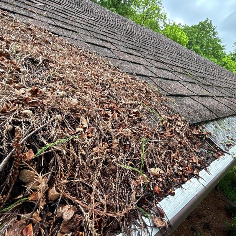 Roof gutter clogged with pine needles and debris