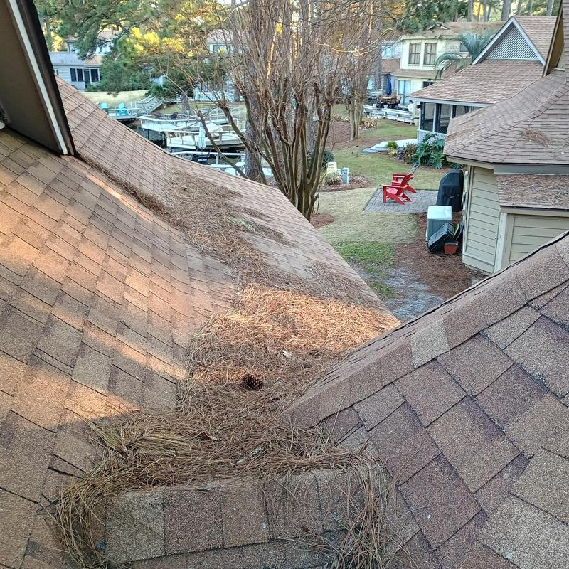 Shingle roof with pine straw buildup in valley area Shingle roof with pine straw buildup in valley area