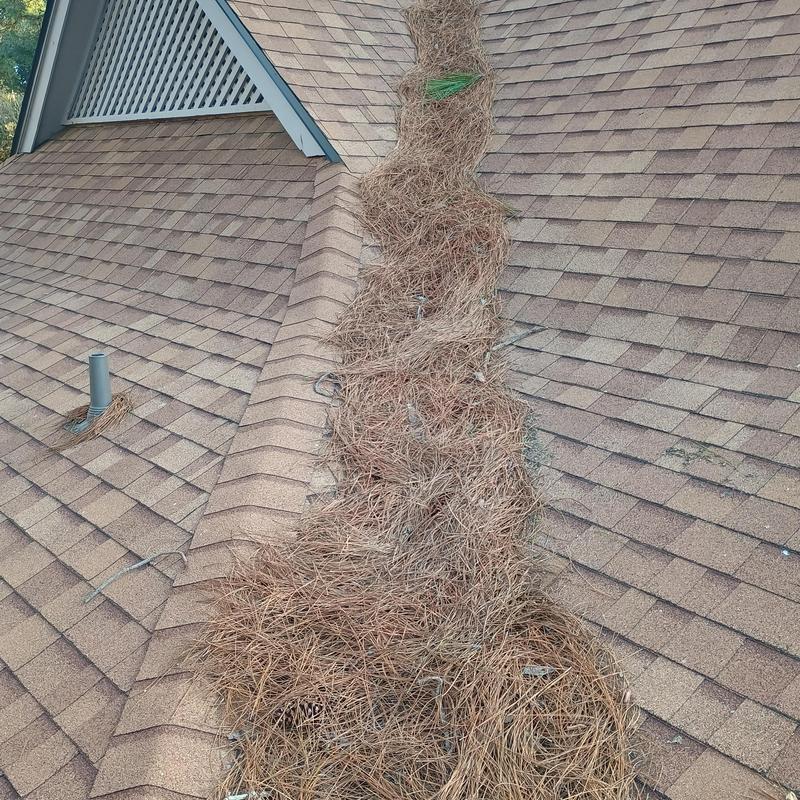 Steep shingle roof with pine straw debris buildup Steep shingle roof with pine straw debris buildup