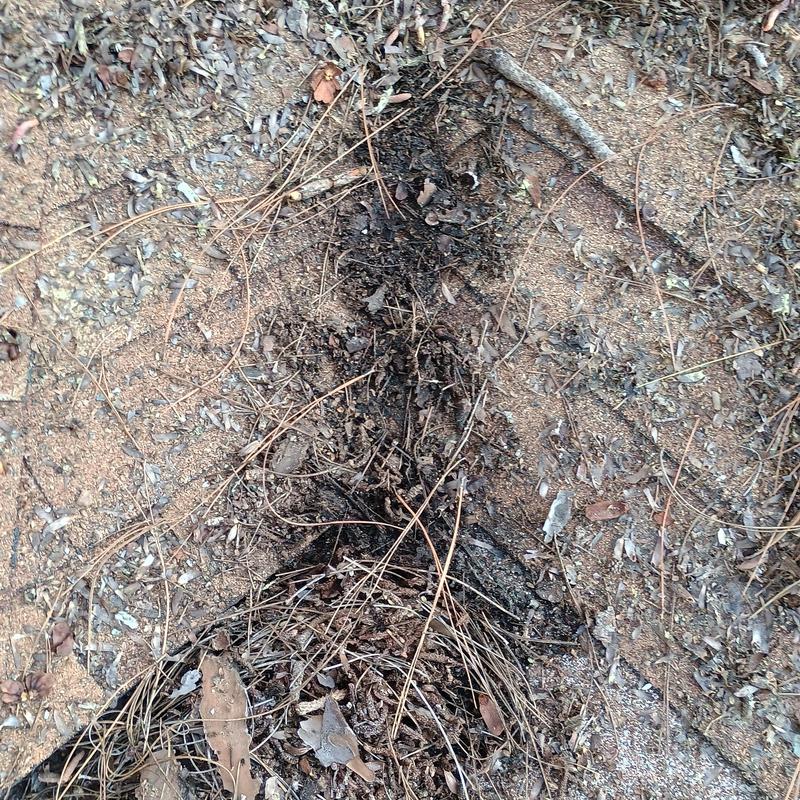 Pine straw debris on shingle roof surface Pine straw debris on shingle roof surface