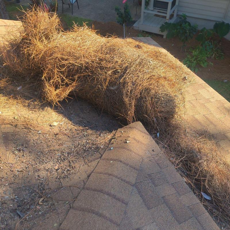 Pine straw accumulation on asphalt roof shingles Pine straw accumulation on asphalt roof shingles