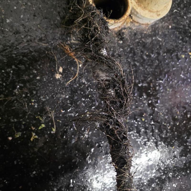 Drain cable with pulled tree root blockage removal