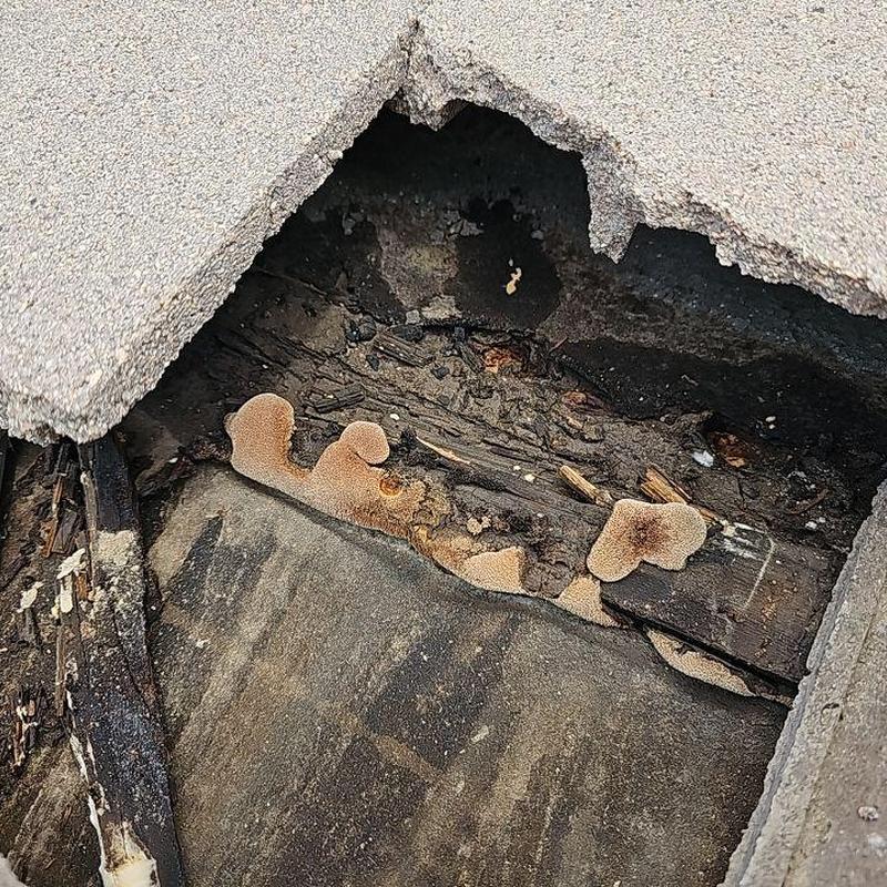 Tile roof with wood rot and fungal growth damage Tile roof with wood rot and fungal growth damage