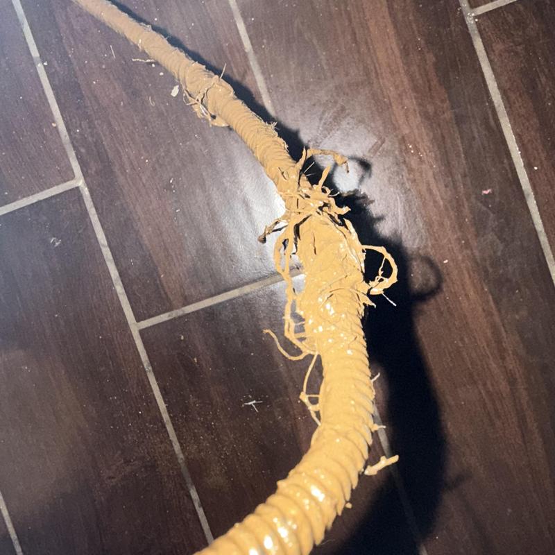 Drain cleaning cable with tree root intrusion on tile floor