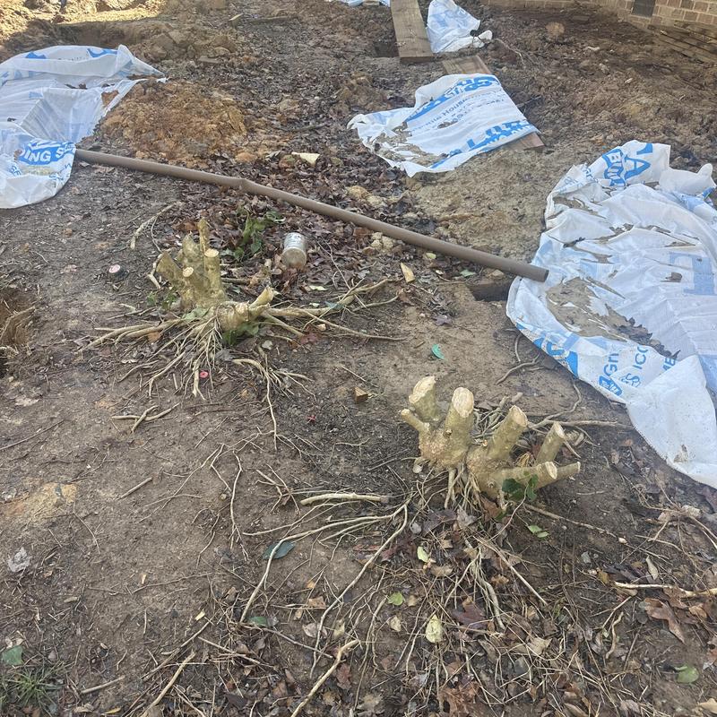 Tree stump removal site with exposed roots and debris