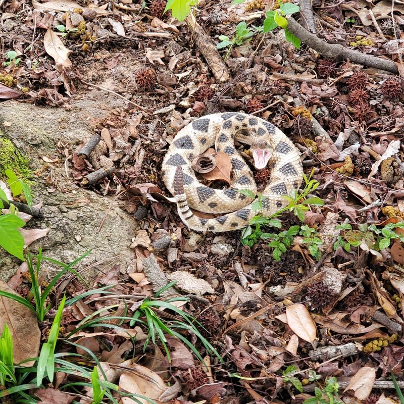Rattlesnake coiled on dry leaf-covered ground