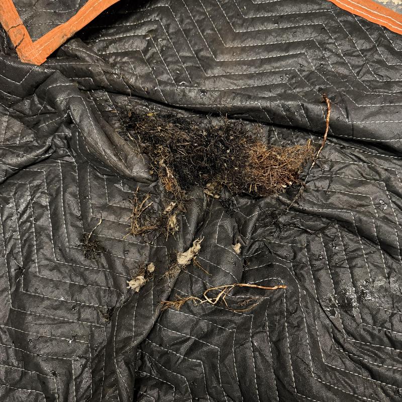 Main line root clog debris removed on protective mat Main line root clog debris removed on protective mat