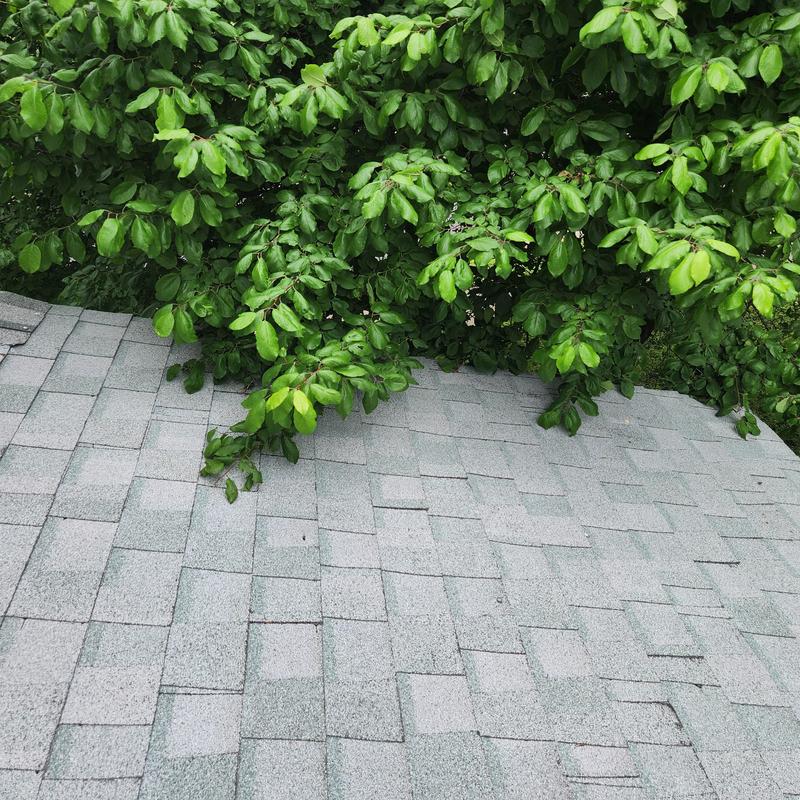 Shingle roof with tree branches overhanging