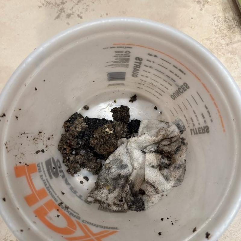 Kitchen sink drain debris and dirty rag in bucket Kitchen sink drain debris and dirty rag in bucket