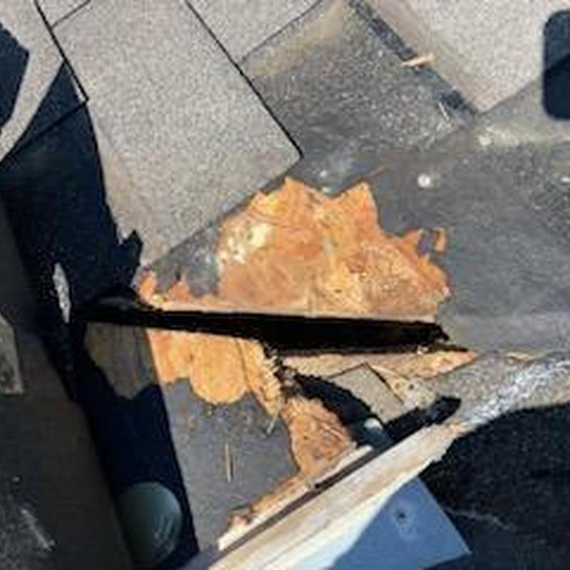 Roof decking with critter damage and missing shingles