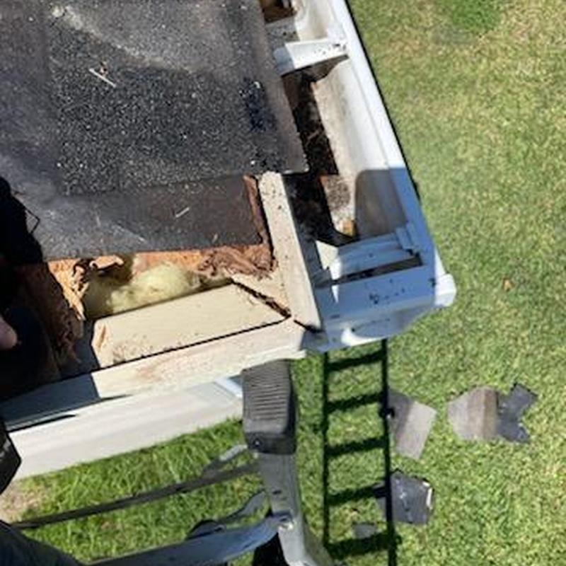 Roof edge critter entry with damaged shingles removed